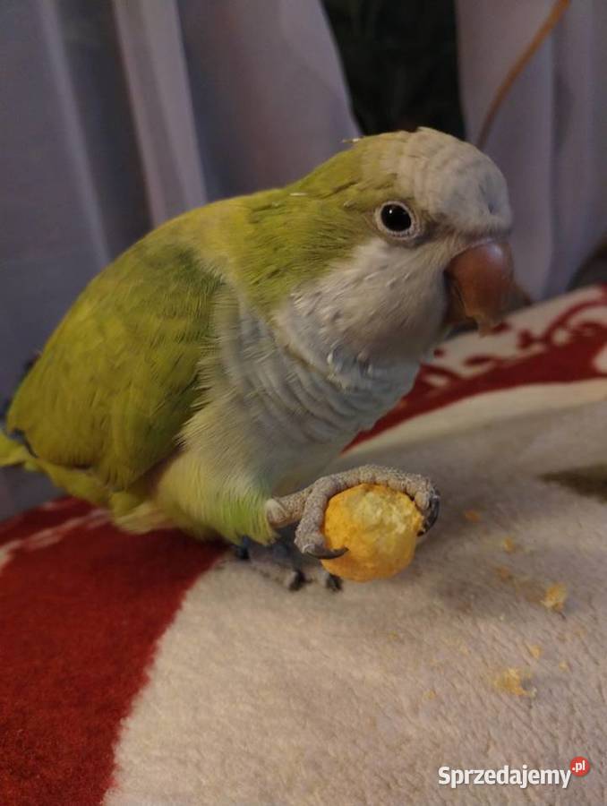 Mniszką nizinna Kaczyce