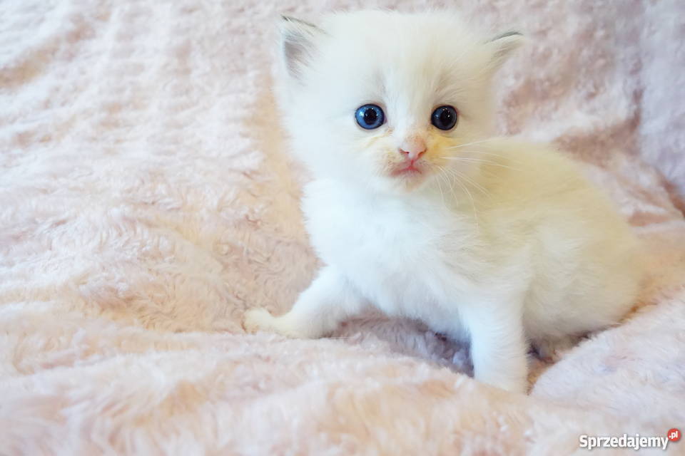 Kocięta Championach Ragdoll z CadiCat Rodowód Katowice sprzedam