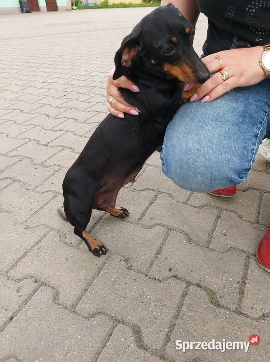 jamniki szczeniaki krótkowłose Cieszanowice