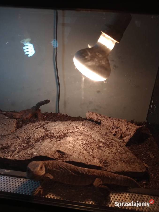 Waran z terrarium Wałbrzych