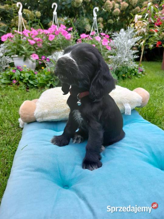 Cocker spaniel angielski czarna suczka Cocker Spaniel Okolusz