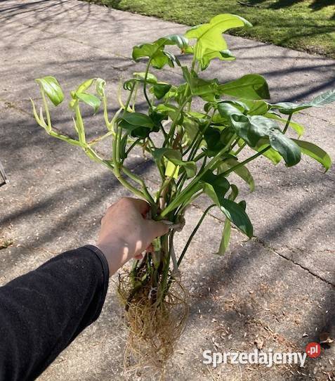 Duży zestaw Philodendron filodendron Kraków