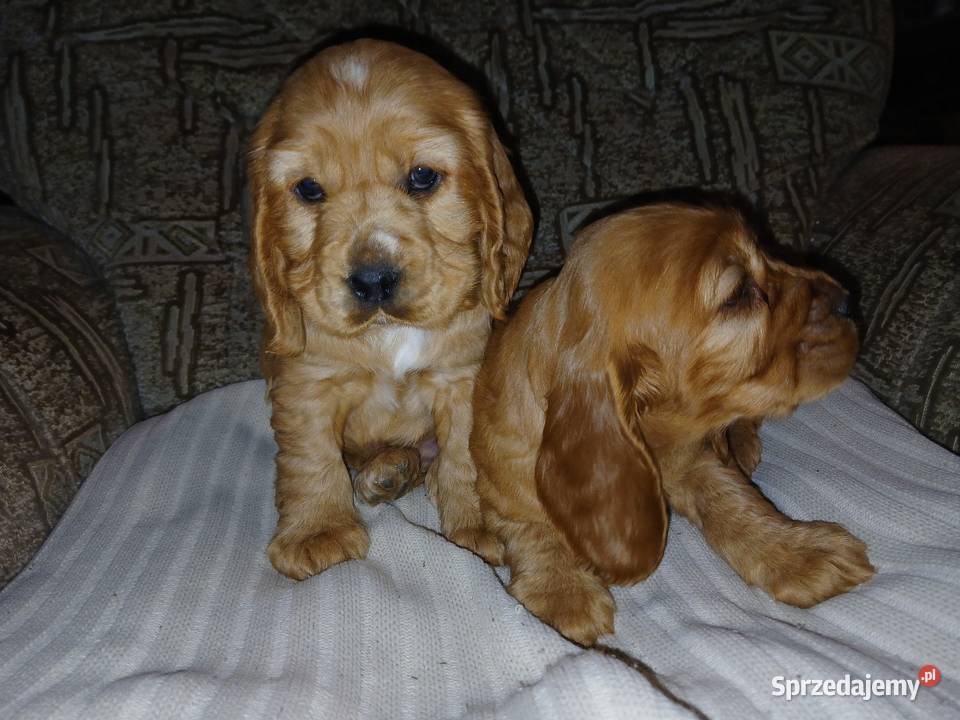Śliczne Szczenięta Cocker Spaniel Angielski Sieradz