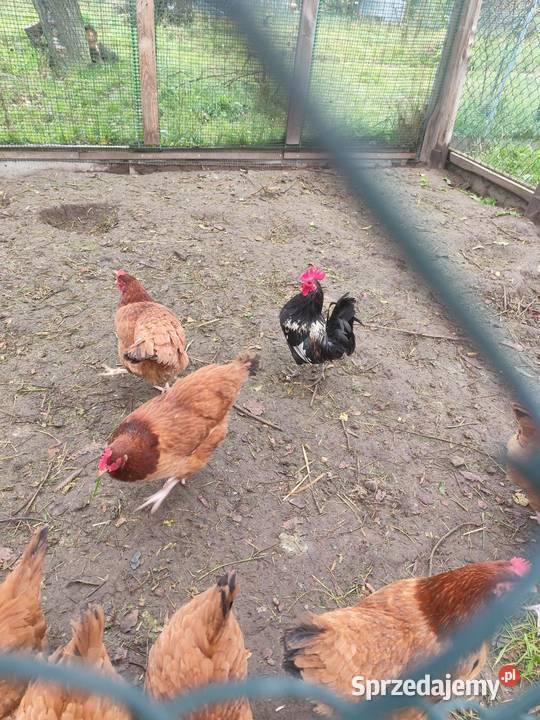 Mam do sprzedania koguty do kur 3 pikne barwne Kościan