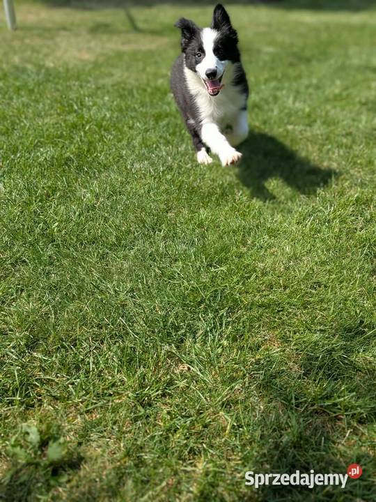 Border collie suczkaRodzice przebadani Szczaworyż