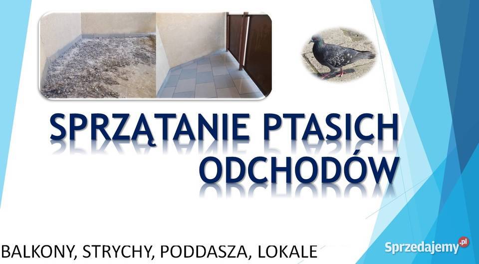 Usługi srzątania poddasza strychu z odchodów Wrocław