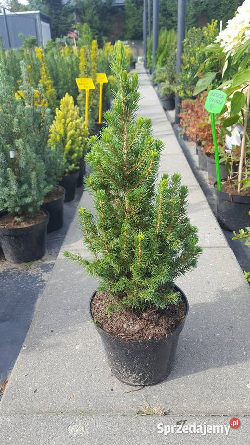 Świerk Glauca Globosa na pniu szczepiony srebrny Pabianice