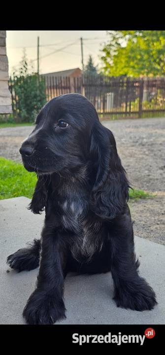 Cocker Spaniel Angielski Jasienie
