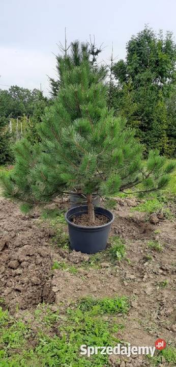 Sosna Czarna 150250 w donicykopana z gruntu Olszana