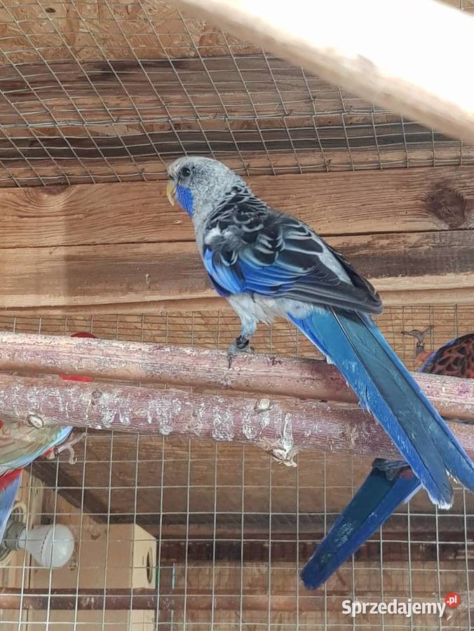 rozelle królewskesprzdam samca na obrące stałej Stare Babice