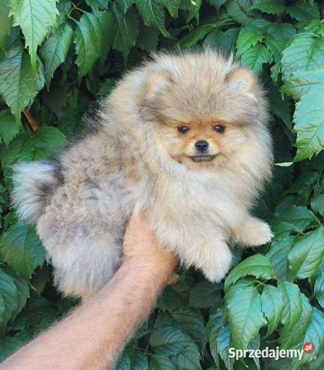 Szpic miniaturowy pomeranian-suczka ZKwP FCI