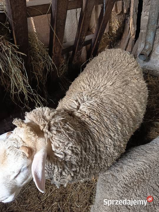 Sprzedam barana Nadzieja sprzedam