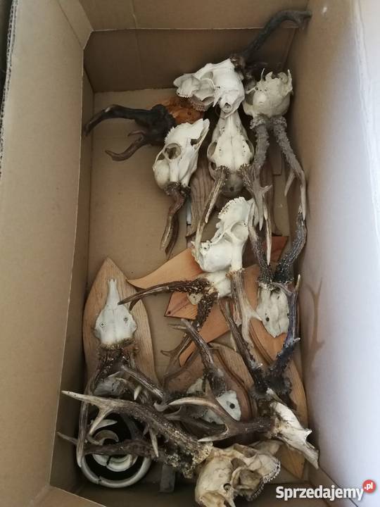 Poroża kozłów i szable dzika Sporty strzeleckie i myślistwo Łódź