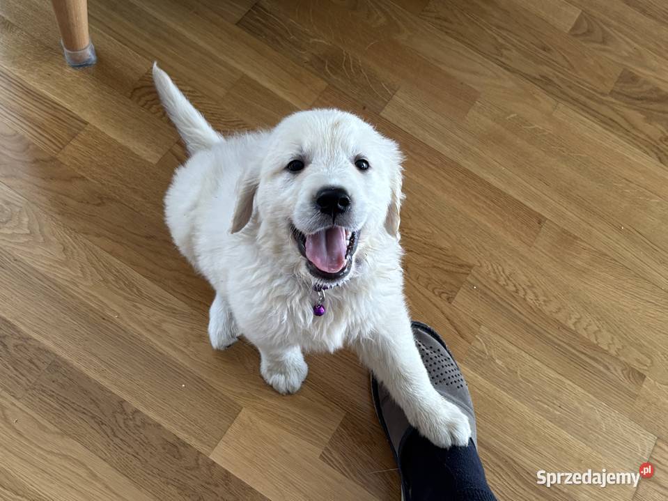 Szczenięta Golden Retriever ZKwP FCI
