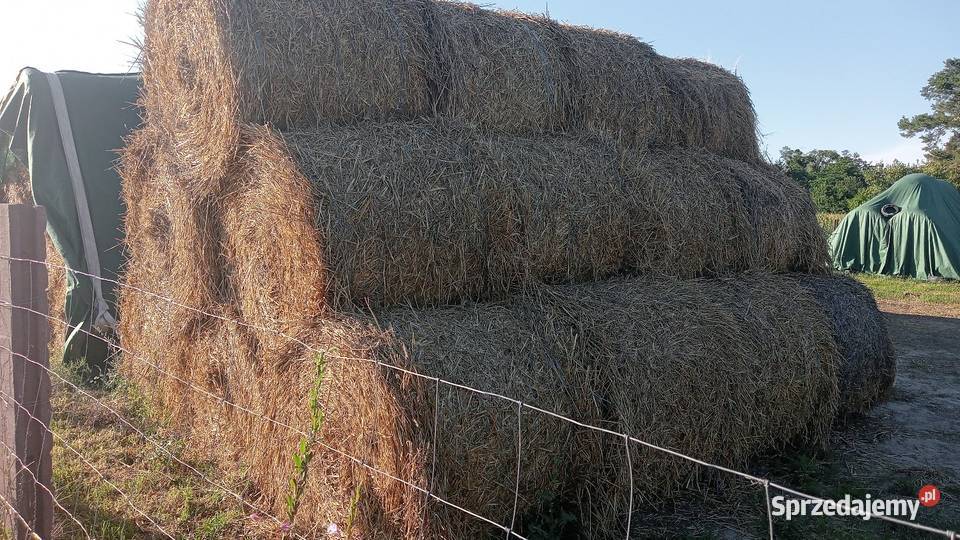 Słoma pszenna 2025 Trawy, słoma Sochaczew
