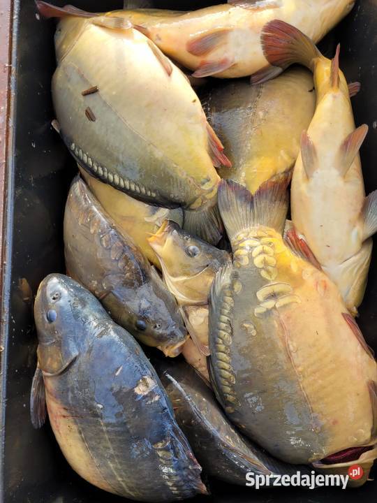 Karp handlowy HURT Ryby Spalice