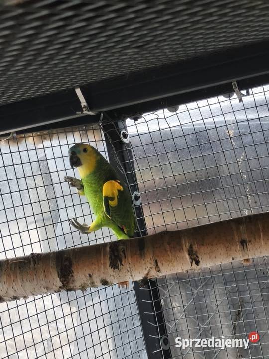 Amazonki niebieskoczelne para lęgowa małopolskie