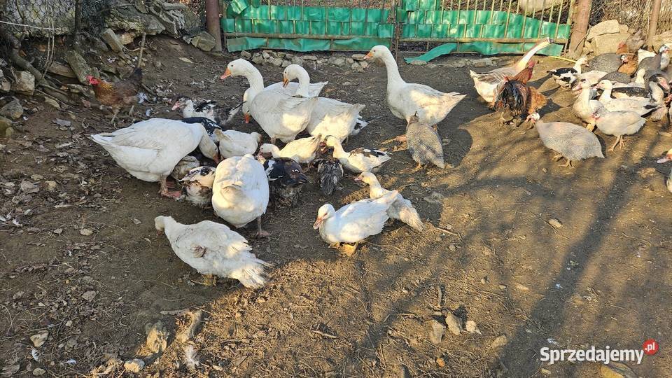 Gęsi białe Swojskie
