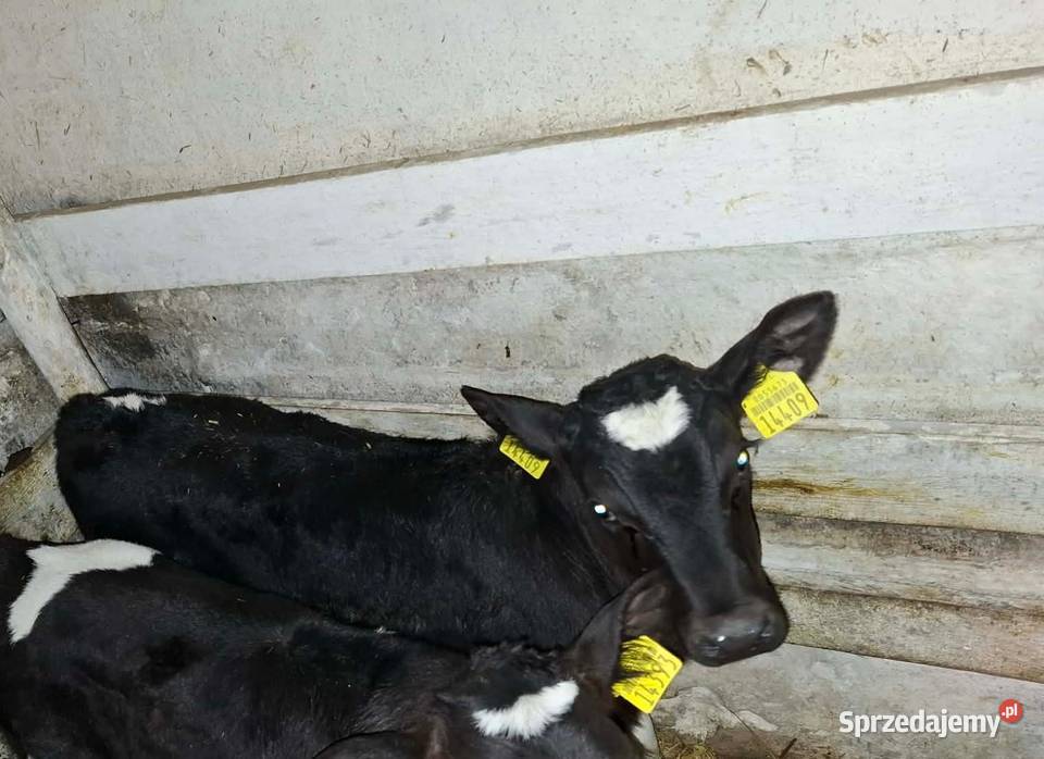 Sprzedam byczka 3 tygodnie duży mazowieckie sprzedam