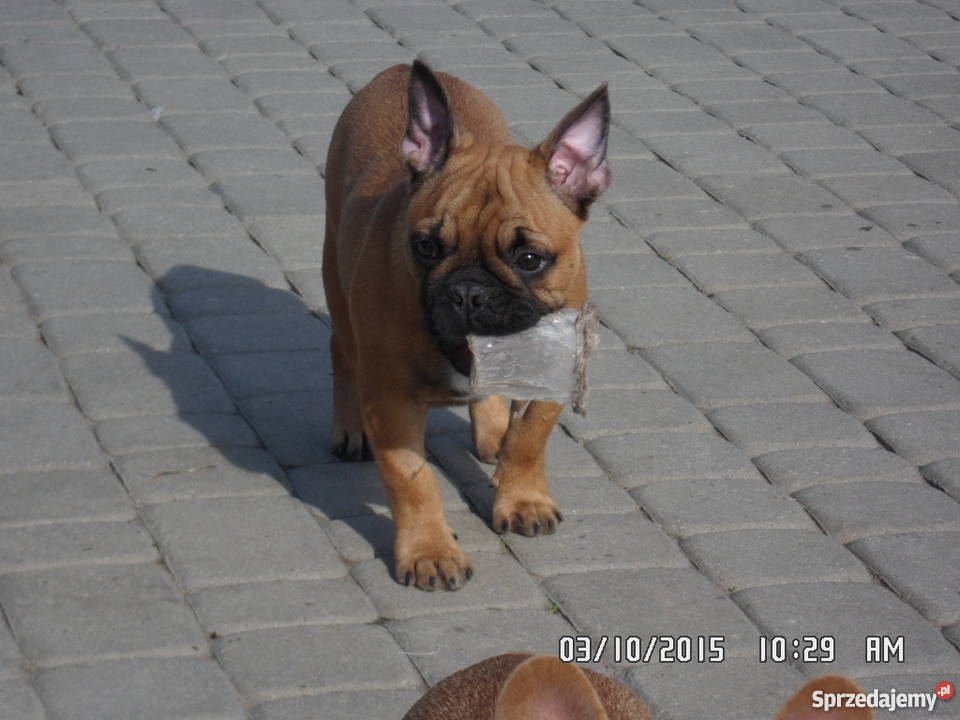 Buldog Buldożek Francuski rod FCI ZKwP lubelskie Świdnik