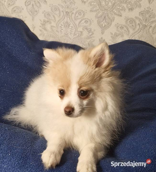 Szpic Miniaturowy Pomeranian Unikatowe Zgierz