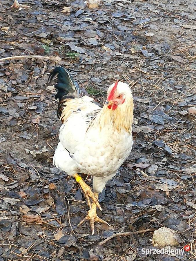 Koguty zargodowe i koguty liliputki