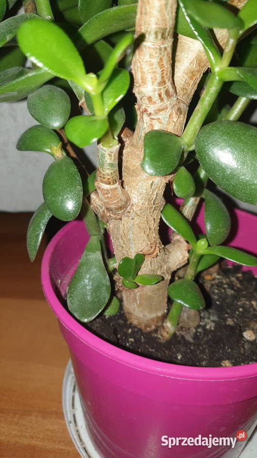 Grubosz crassula drzewko szczęścia 4 duże gęste Warszawa