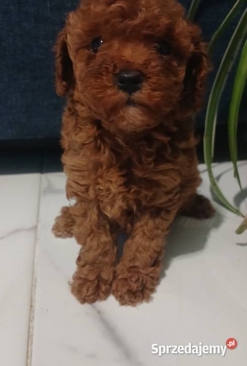 Pudel Miniatura Red samica podkarpackie Lutoryż