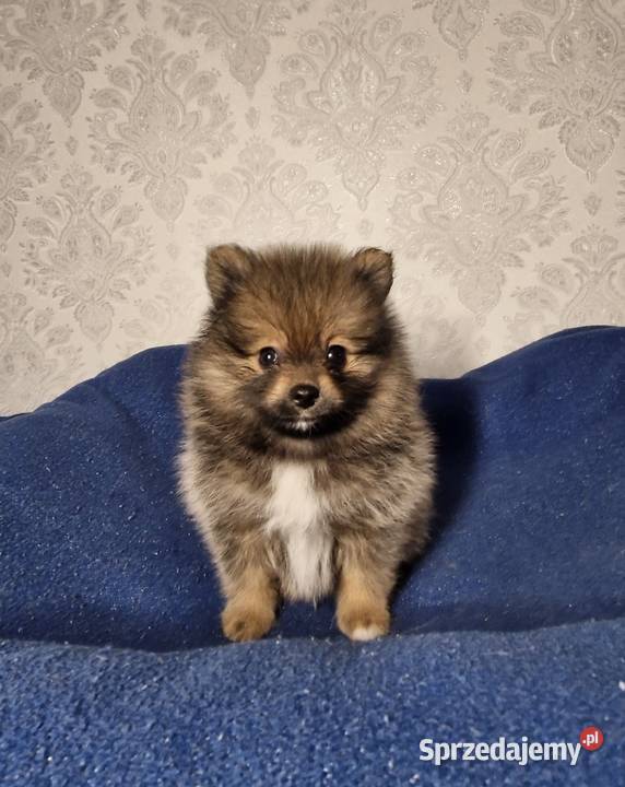 Szpic miniaturowy Pomeranian łódzkie Zgierz