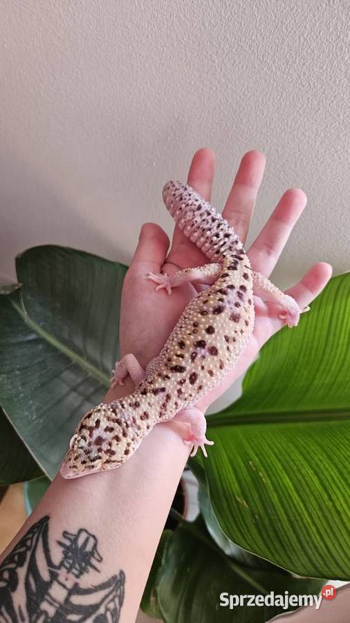Gekon lamparci samica Gady i płazy Wrocław