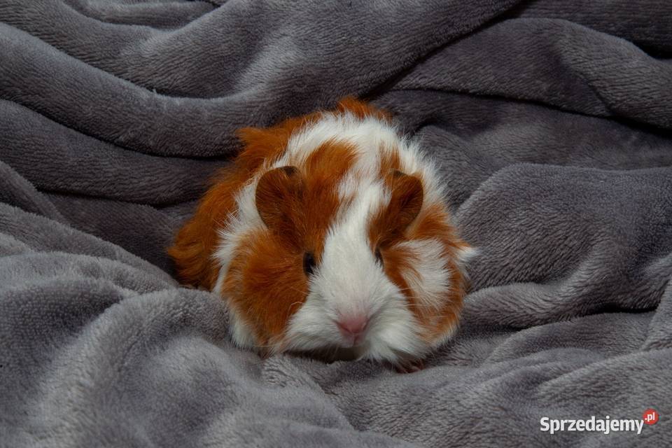 świnka morska cavia domowa SAMIEC małopolskie Koszyce Wielkie sprzedam