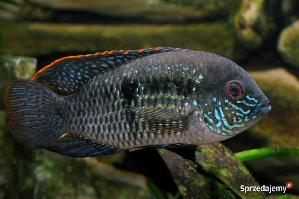 Akara błękitna Andinoacara pulcher BOGATA Ryby