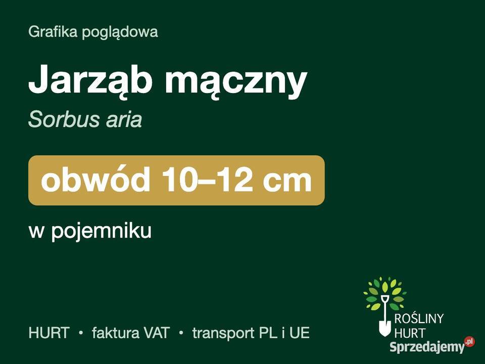 Jarząb mączny Sorbus aria obwód 1012 w pojemniku sprzedam