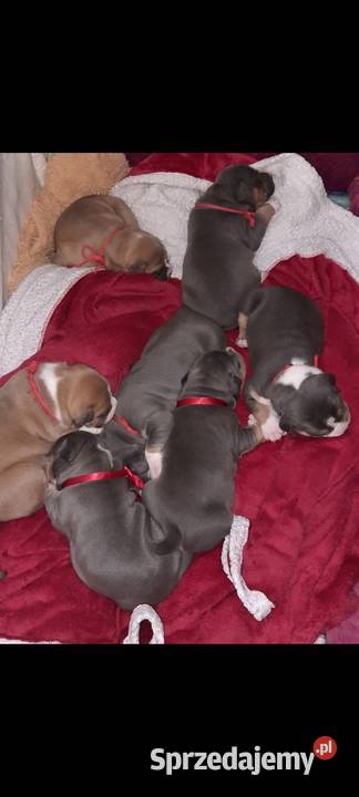 Amstaff piękne szczeniaki rodzice przebadane lubelskie Dęblin