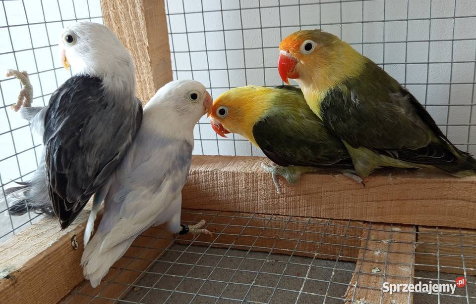 Nierozłączki Wadowice Dolne