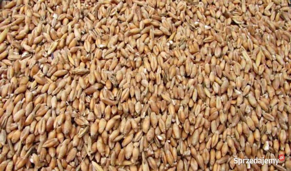Pszenżyto 2025 tegoroczne Żołynia