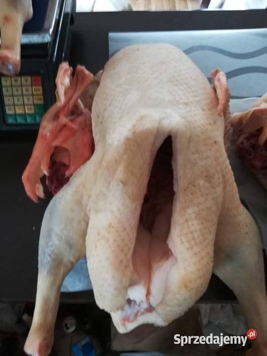 Sprzedam KaczkogesiKaczki Pekin Gęsi pomorskie