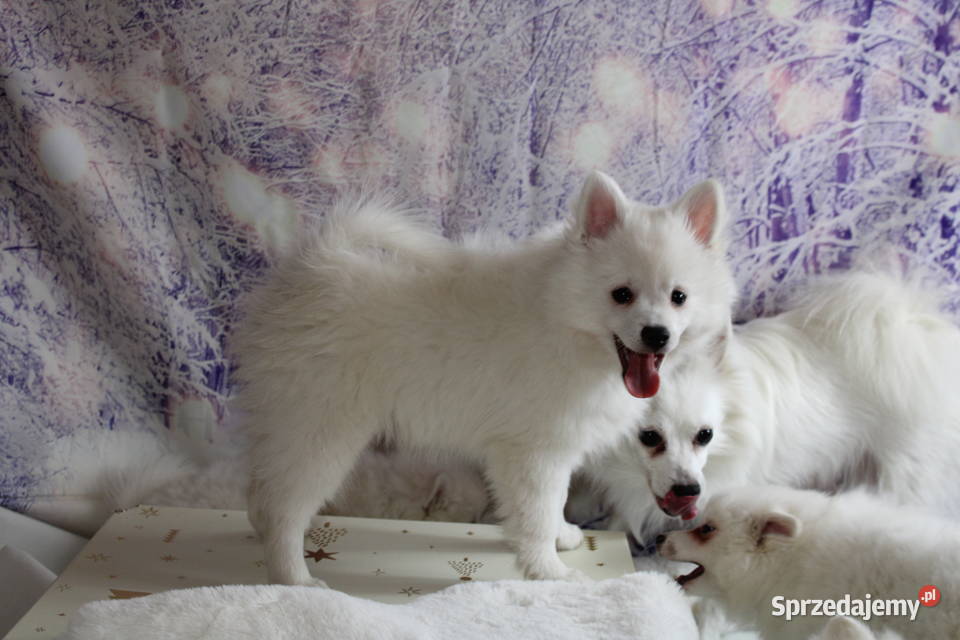 Szpic średni biały Pozostałe dolnośląskie Oława