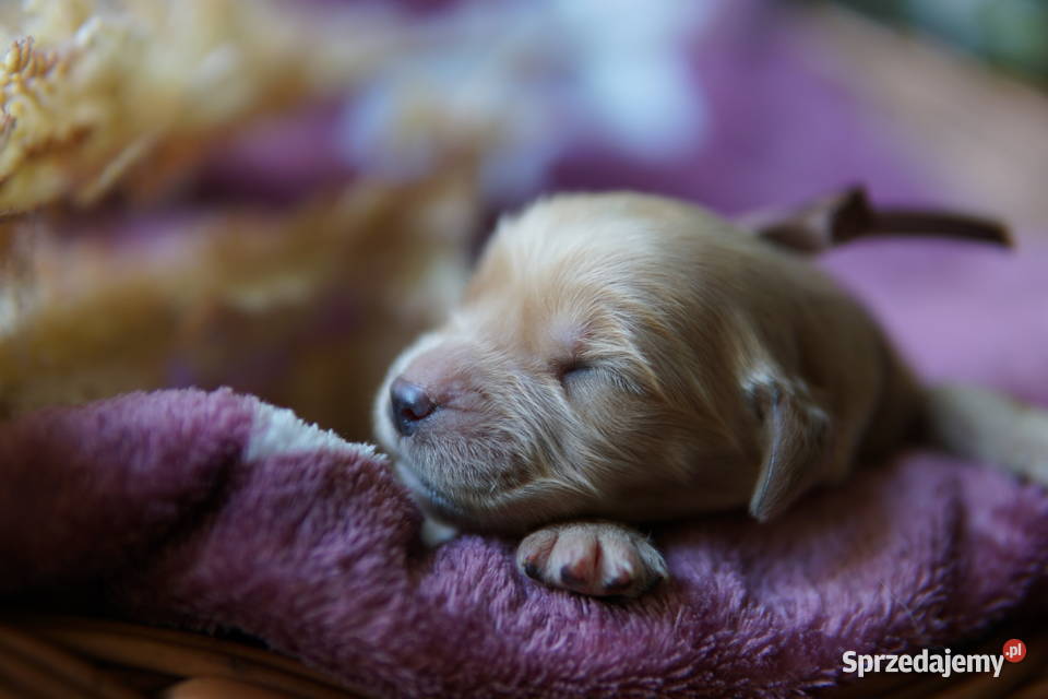 Szczeniak Golden Retriever podkarpackie Rzeszów