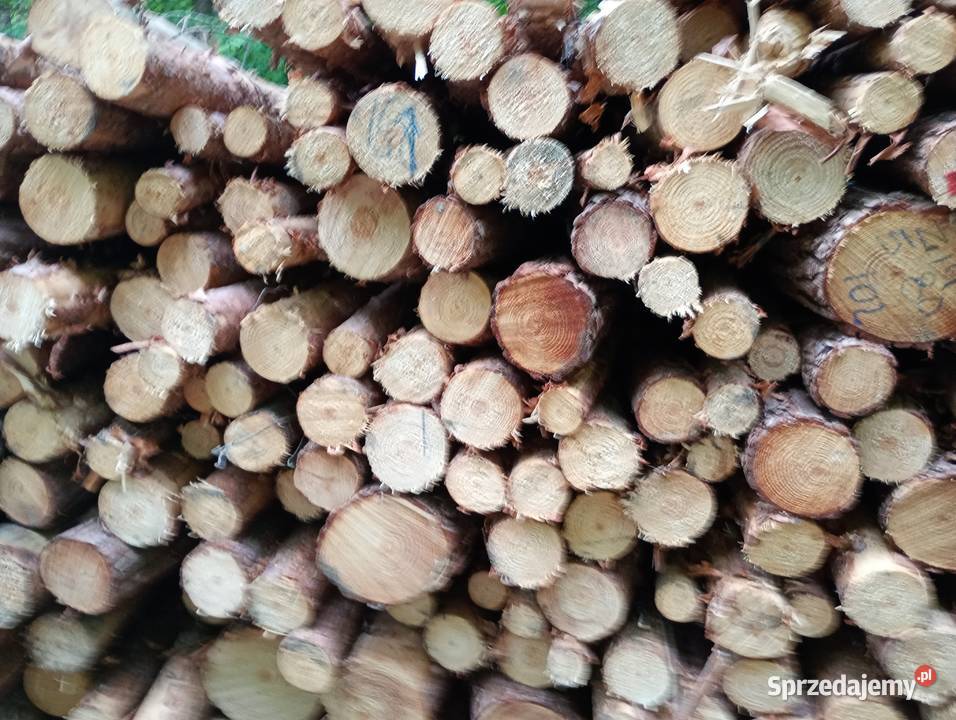 Drzewo drewno opałowe słupki stęple żerdzie Szczytna