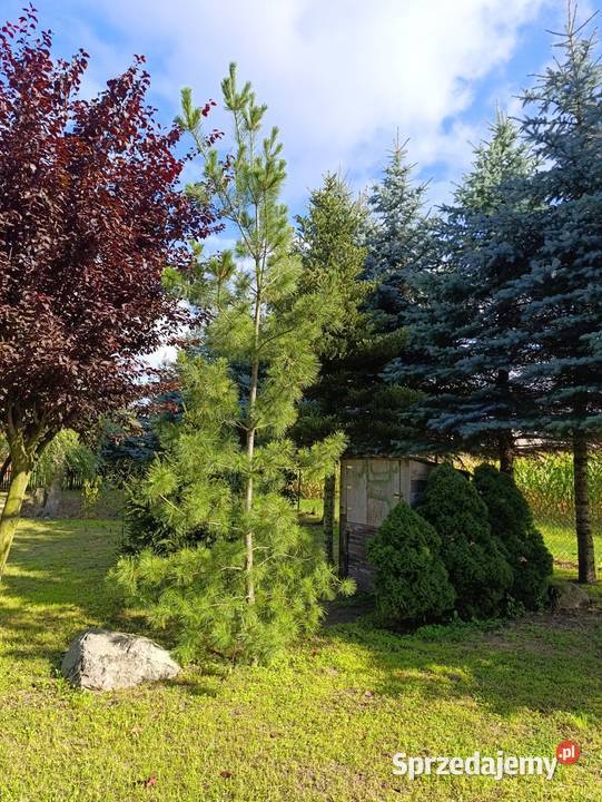 Dom lesie Działka 1800 m2 miasta 15 ogródek