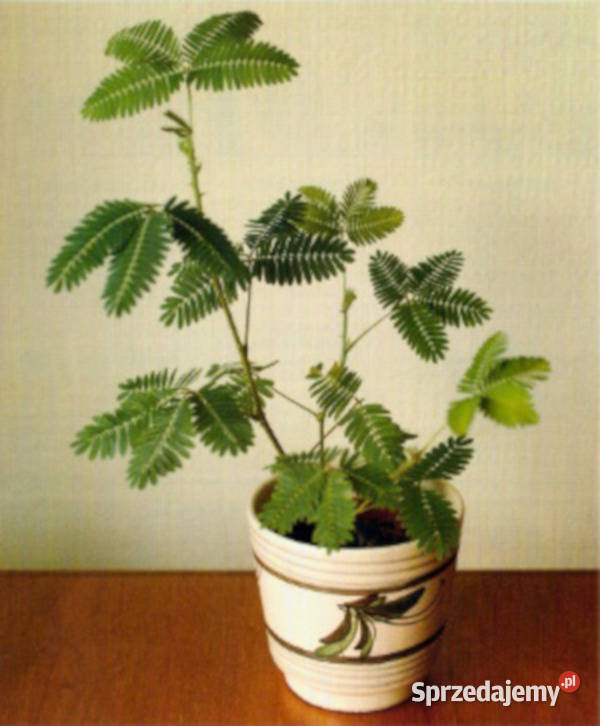 MIMOZA WSTYDLIWA Mimosa pudica NASIONA 2000 Lubanie