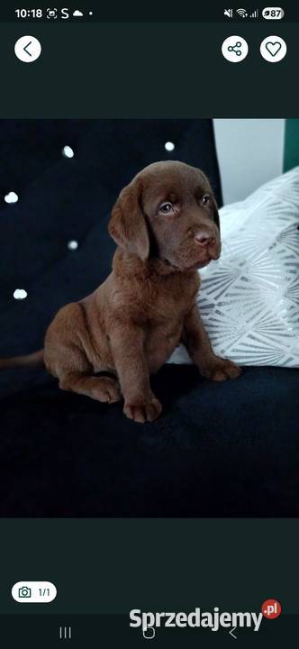 Labrador Retriever Piesek Labrador Gostyń
