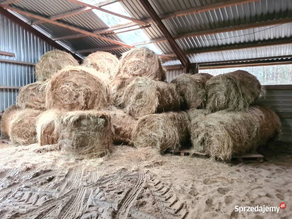 Sprzedam rolki siana120x120 Trawy, słoma Firlej sprzedam