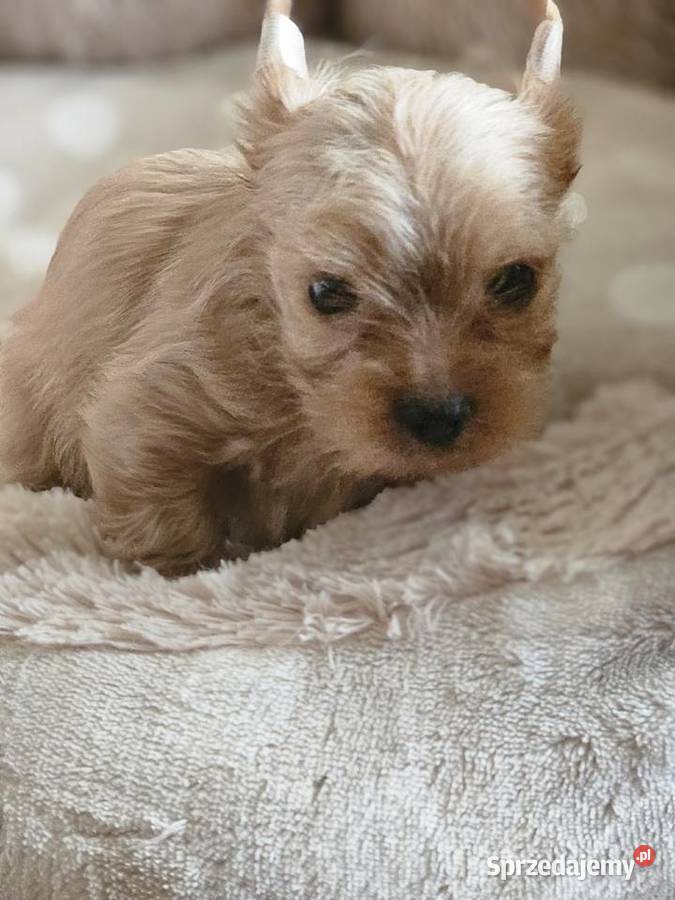 York maleńki chłopiec Golddust Częstochowa sprzedam