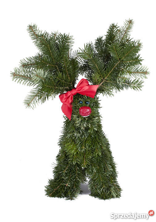Choinki Świerk JodłaOzdobychoinki ręcznie Rośliny Siedlce
