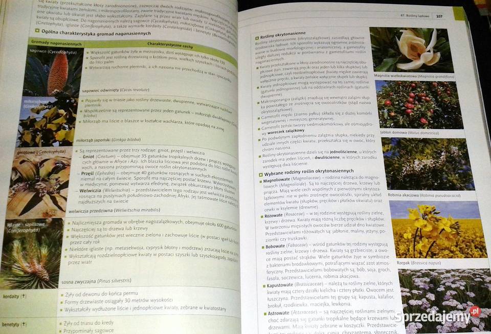 Biologia Repetytorium matura Zakres rozszerzony miękka Chełm