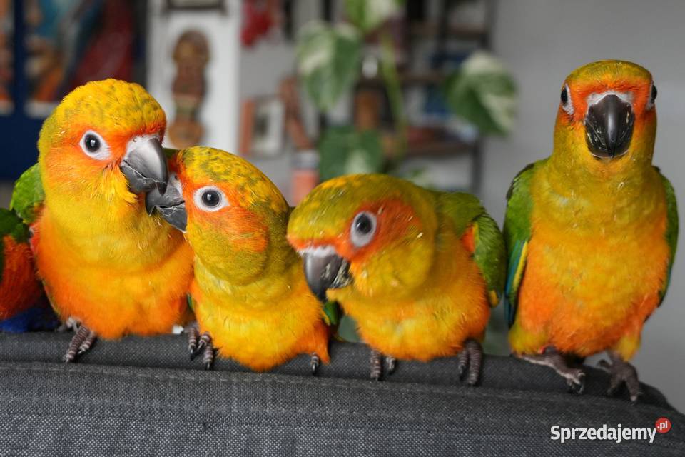 Konura słoneczna konury słoneczne Skarszewy