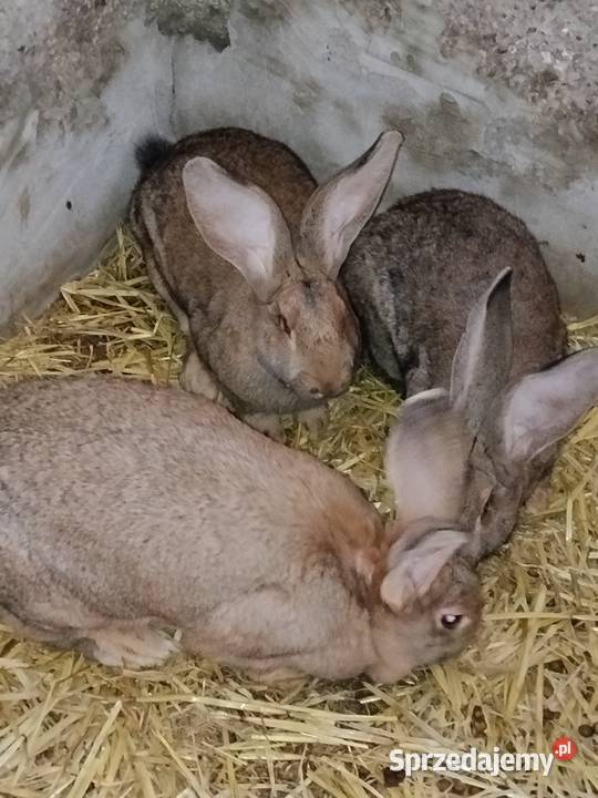 Króliki Suchożebry