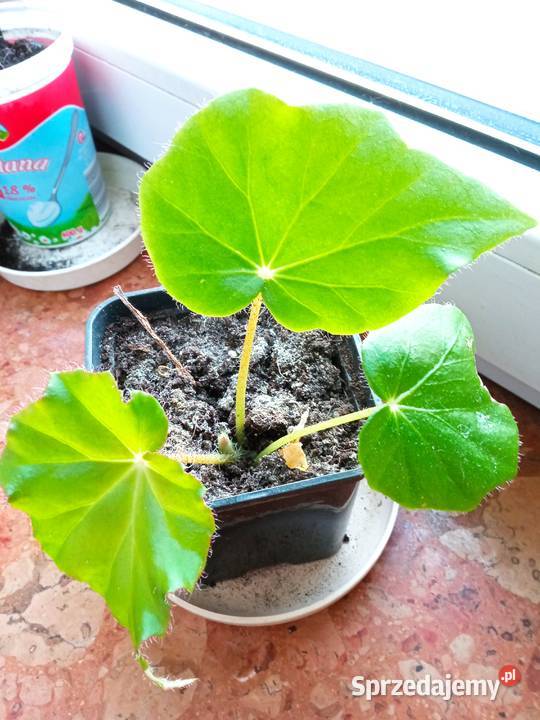 Pokręcona pięknotka i inneRezerwacje podlaskie